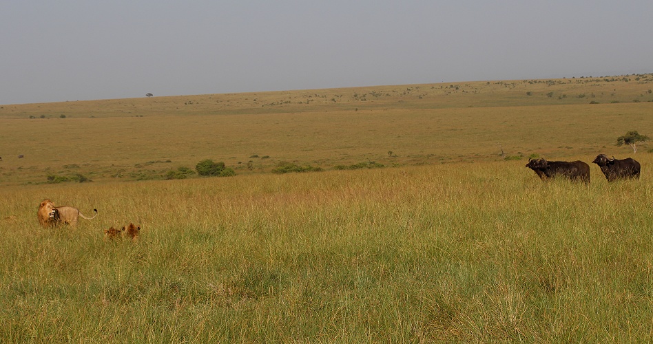 Rongai L&ouml;wen M&auml;nnchen t&ouml;ten und fressen Kaffernb&uuml;ffelkalb