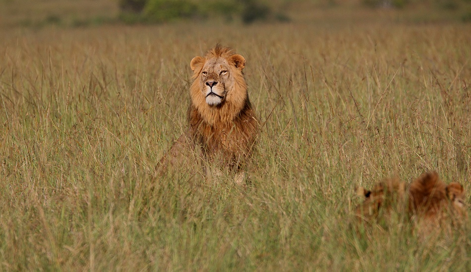 Rongai L&ouml;wen M&auml;nnchen t&ouml;ten und fressen Kaffernb&uuml;ffelkalb