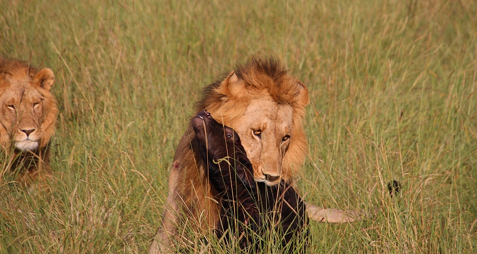 Rongai L&ouml;wen M&auml;nnchen t&ouml;ten und fressen Kaffernb&uuml;ffelkalb