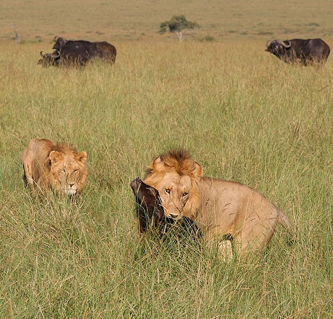 Rongai L&ouml;wen M&auml;nnchen t&ouml;ten und fressen Kaffernb&uuml;ffelkalb
