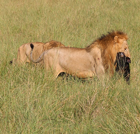 Rongai L&ouml;wen M&auml;nnchen t&ouml;ten und fressen Kaffernb&uuml;ffelkalb