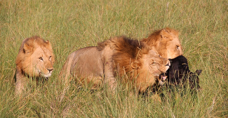 Rongai L&ouml;wen M&auml;nnchen t&ouml;ten und fressen Kaffernb&uuml;ffelkalb