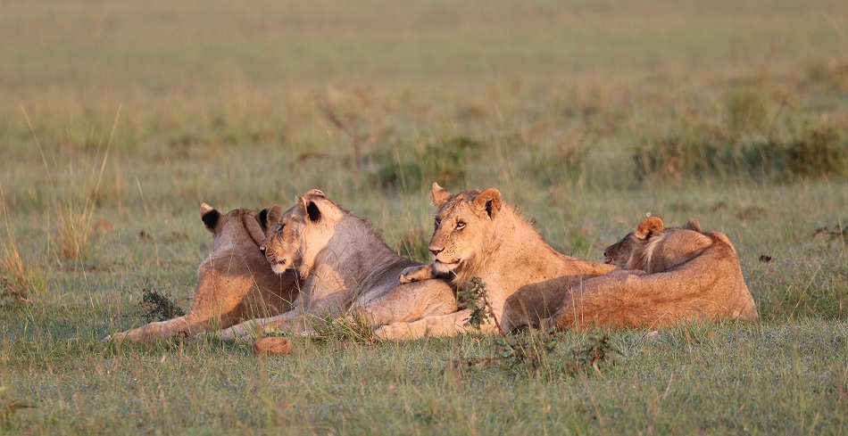 Rongai L&ouml;wen mit Warzenschwein Kill