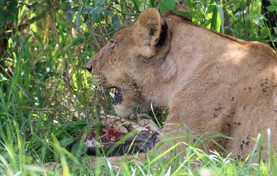 Rongai L&ouml;wen mit Warzenschwein Kill
