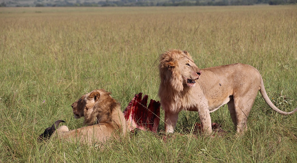 Sala Boys, L&ouml;wen, Masai Mara