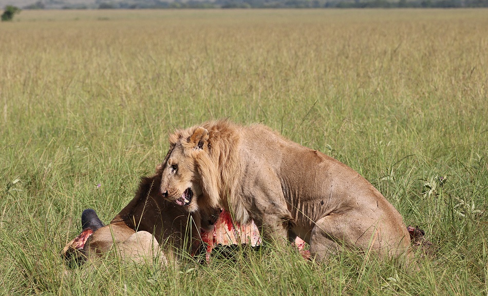 Sala Boys, L&ouml;wen, Masai Mara