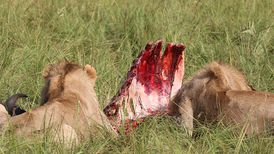 Sala Boys, L&ouml;wen, Masai Mara
