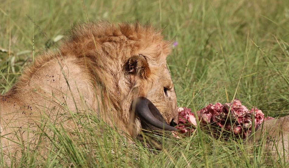 Sala Boys, L&ouml;wen, Masai Mara