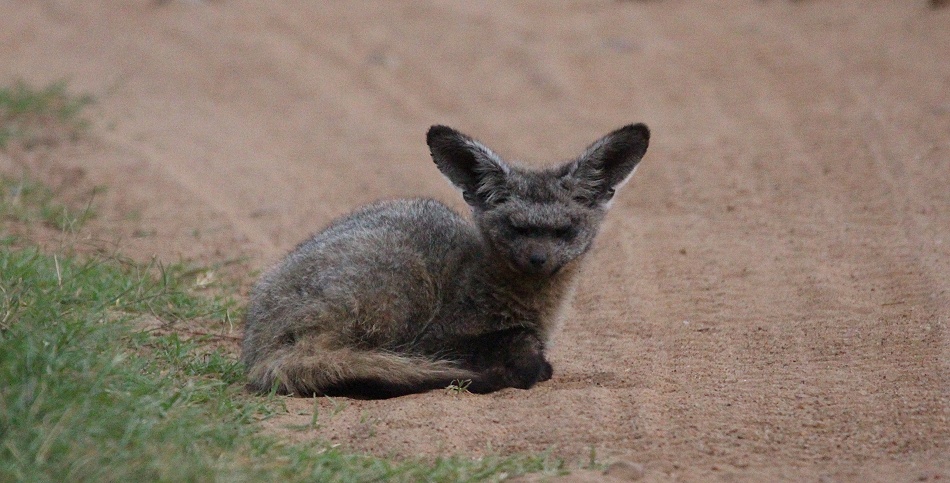 L&ouml;ffelhund