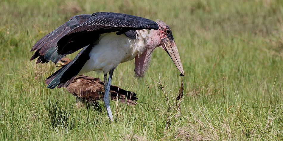 Marabu