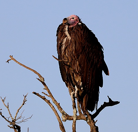 Ohrengeier