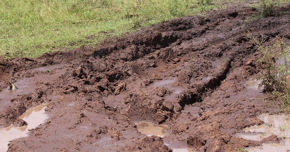 Black Soil, Masai Mara Pisten
