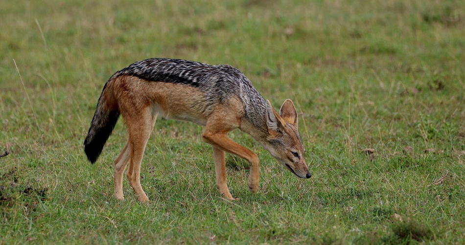 Schabrackenschakal