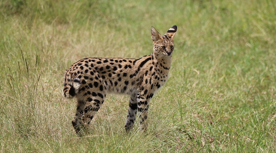 Serval, Masai Mara