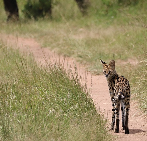 Serval, Masai Mara