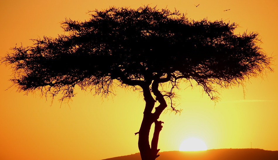 Sonnenaufgang in der Masai Mara