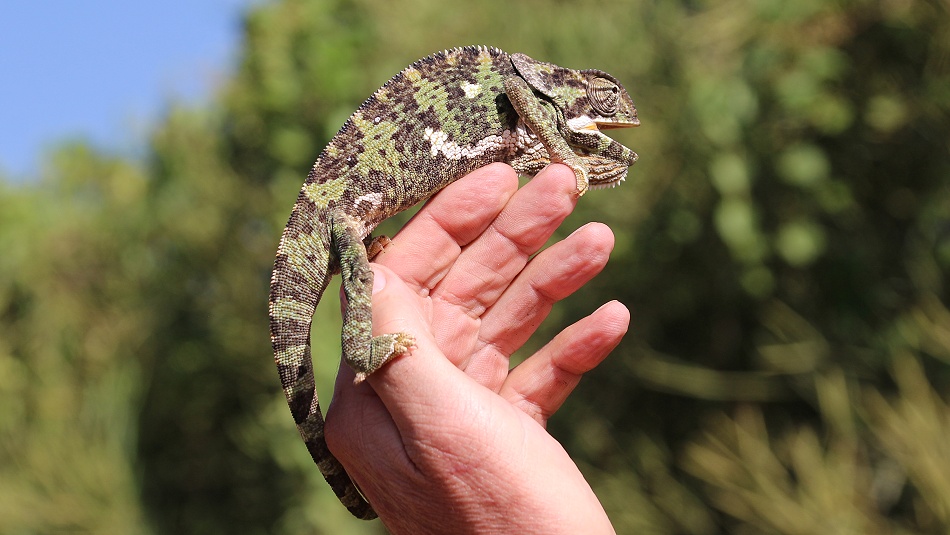 Lappenchamaeleon