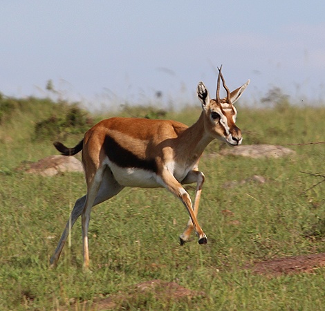 Thomsongazelle, Weibchen