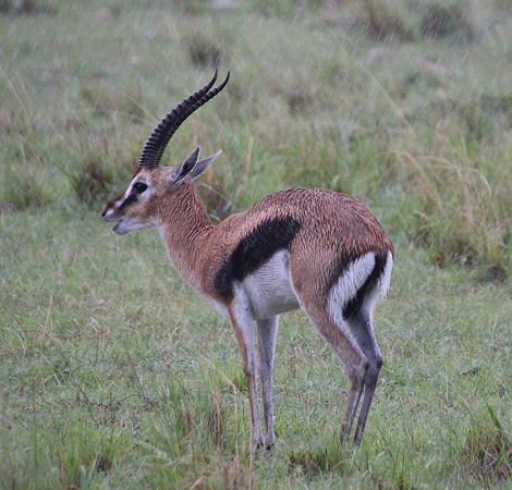 Thomsongazelle im Regen