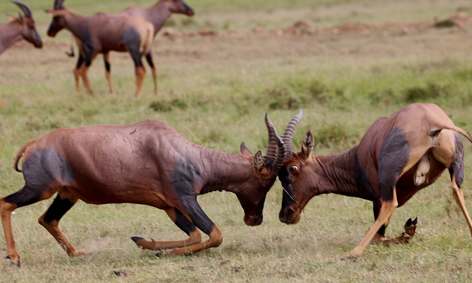K&auml;mpfende Leiherantilopen in der Masai Mara - Topis