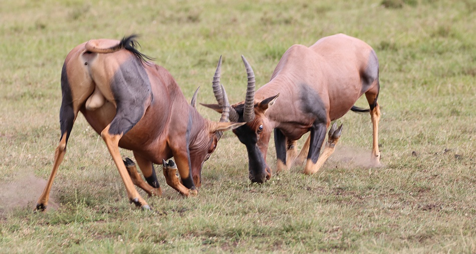 K&auml;mpfende Leiherantilopen in der Masai Mara - Topis