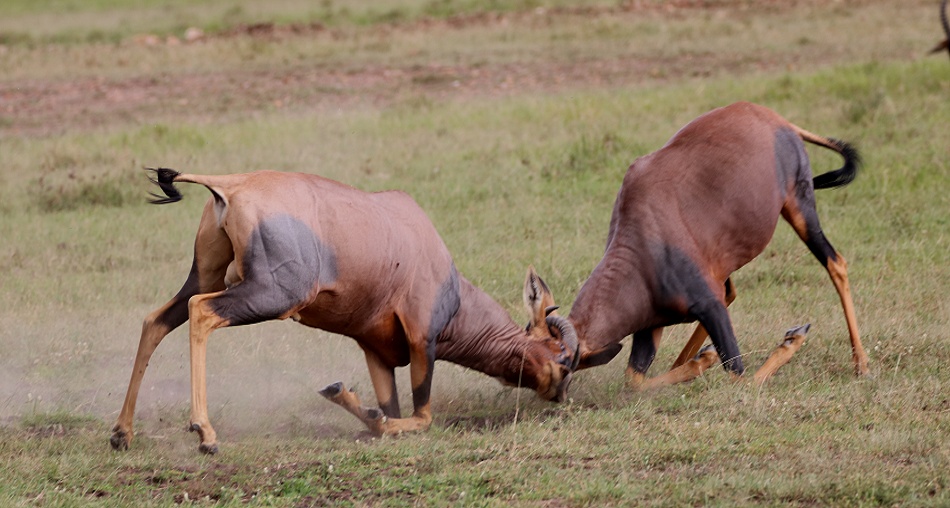 K&auml;mpfende Leiherantilopen in der Masai Mara - Topis