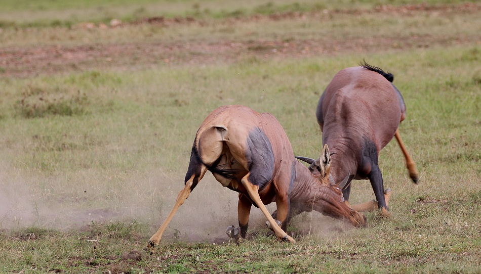 K&auml;mpfende Leiherantilopen in der Masai Mara - Topis