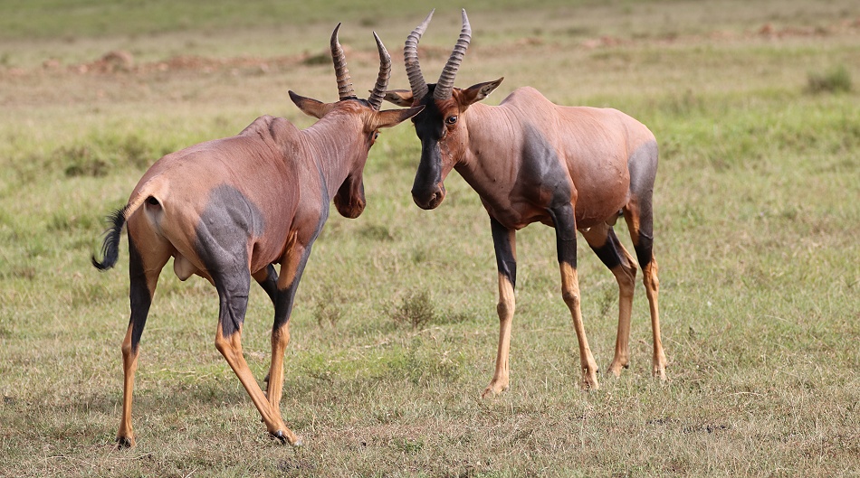 K&auml;mpfende Leiherantilopen in der Masai Mara - Topis