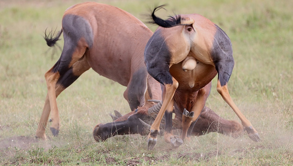 K&auml;mpfende Leiherantilopen in der Masai Mara - Topis