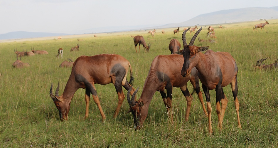 Topis in der Masai Mara
