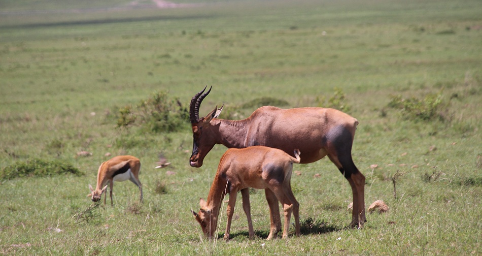 Leierantilope, Topi - Masai Mara