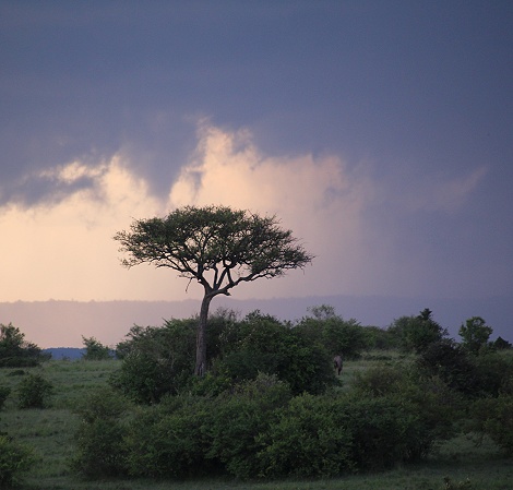 Unwetter in der Masai Mara