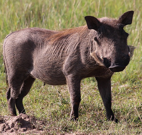 Warzenschwein