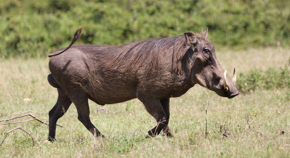 Warzenschwein
