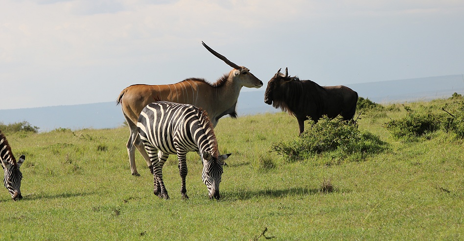 Masai Mara, Gro&szlig;wild