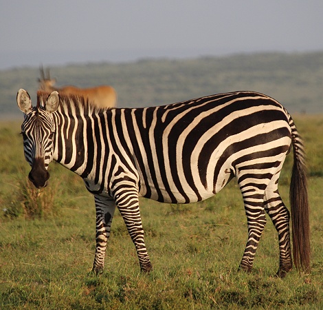 Zebra