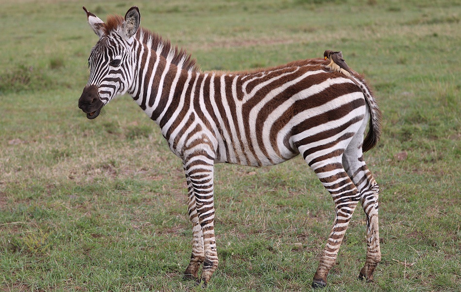 Zebrafohlen
