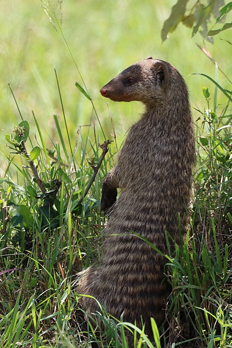 Zebramanguste