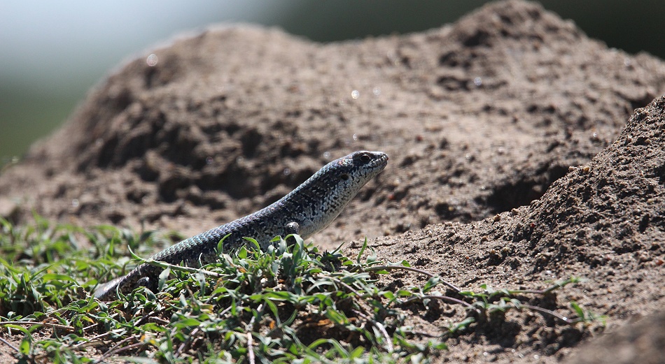 Zebraskink