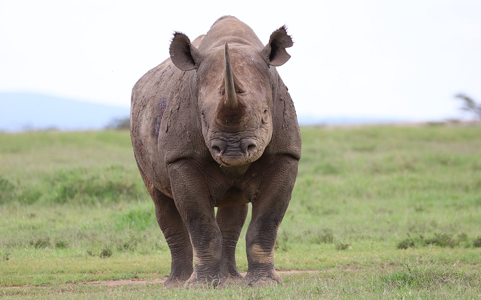Spitzmaulnashorn