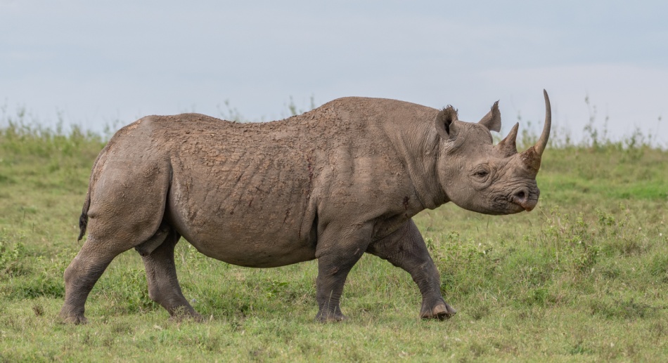 Spitzmaulnashorn Bulle