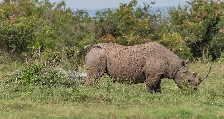 Spitzmaulnashorn Bulle markiert Revier