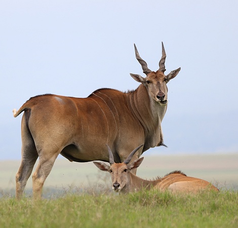 Elenantilope