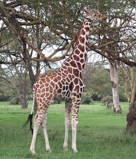 Netzgiraffe