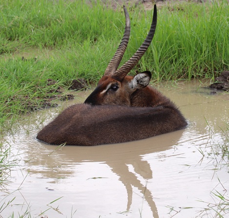 Defassa Wasserbock