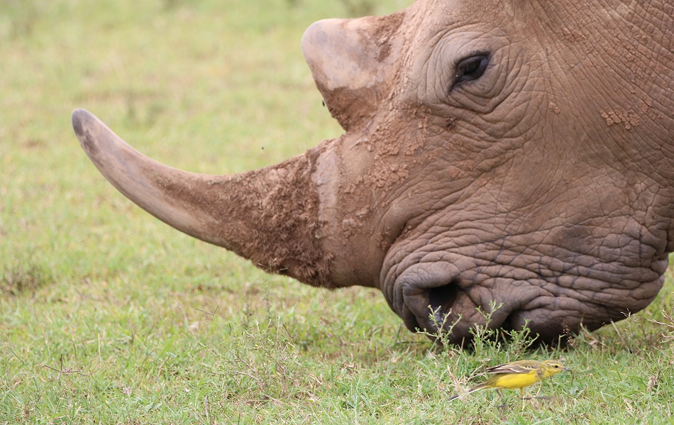 Breitmaulnashorn