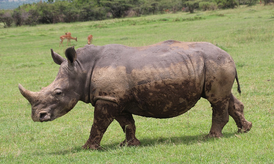 Breitmaulnashorn