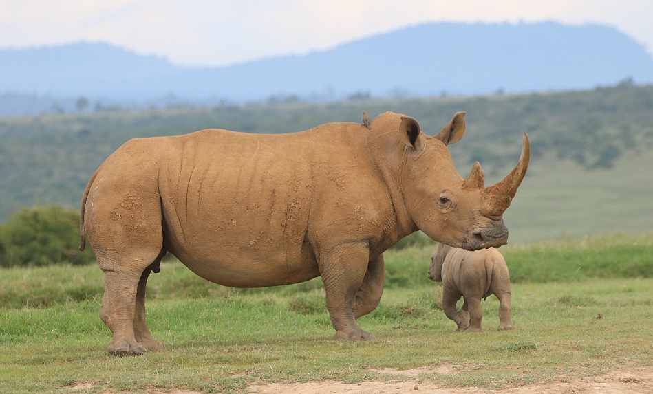 Breitmaulnashorn