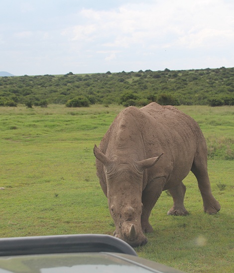 Breitmaulnashorn neben dem Land Cruiser