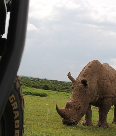 Breitmaulnashorn neben dem Land Cruiser